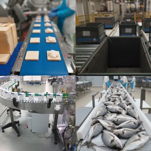 transportadores de banda